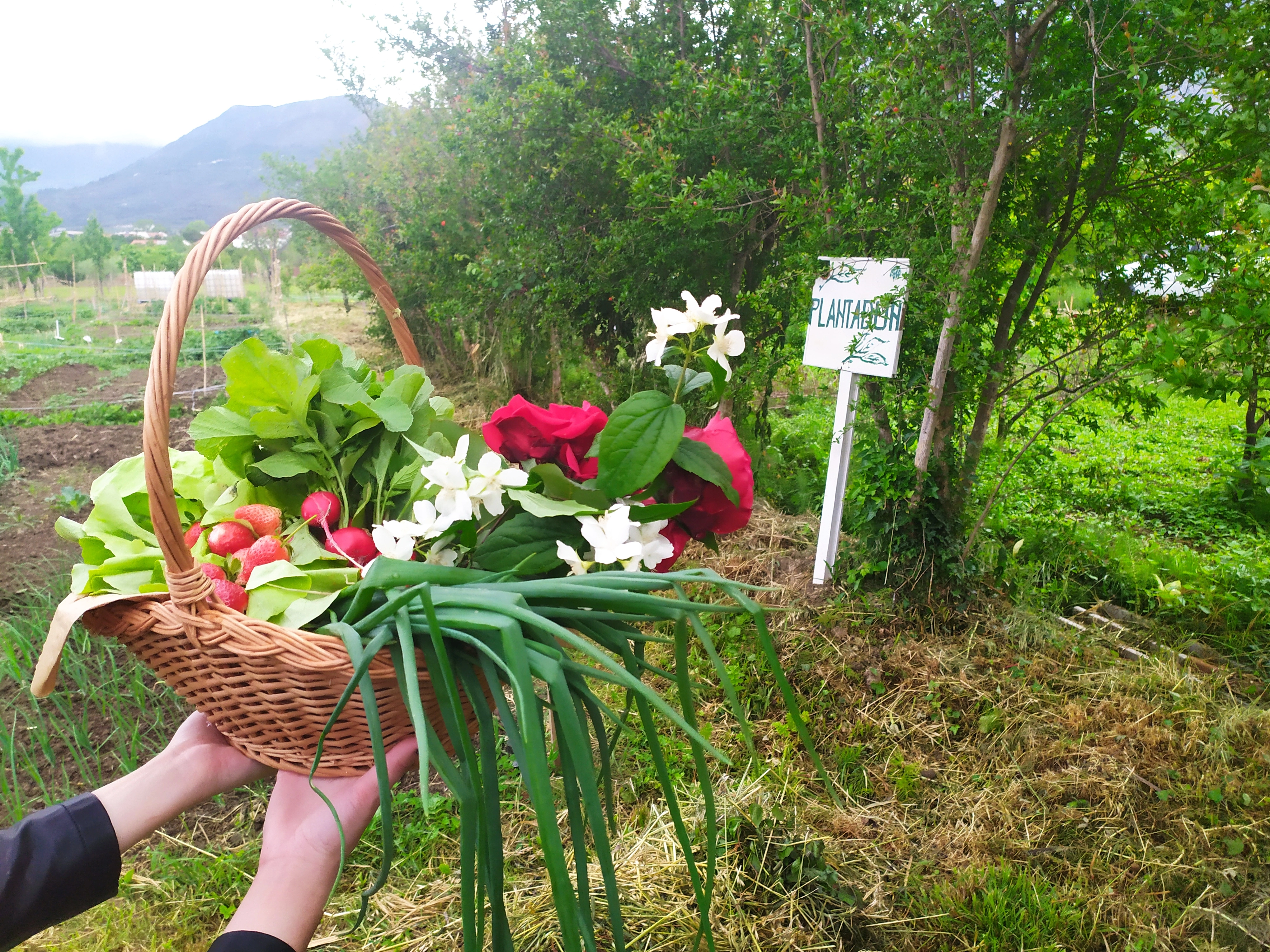 Image related to Plantađun: Urban Gardens for a Better Tomorrow